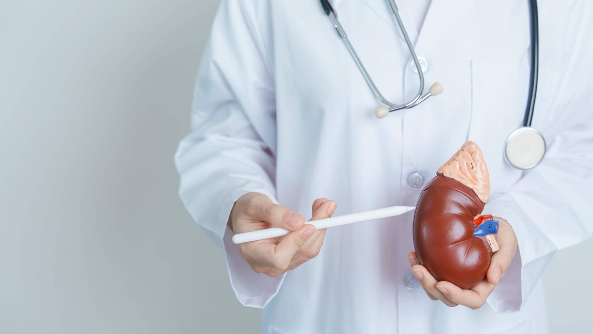 Doenças renais: quais as principais e como preveni-las?