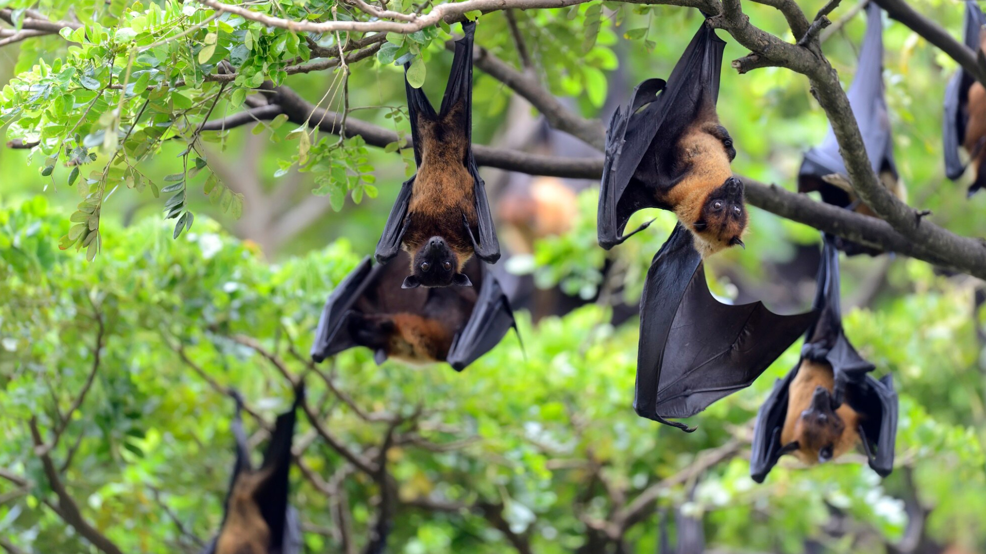 Vírus Nipah: entenda o que é a doença e qual a situação atual