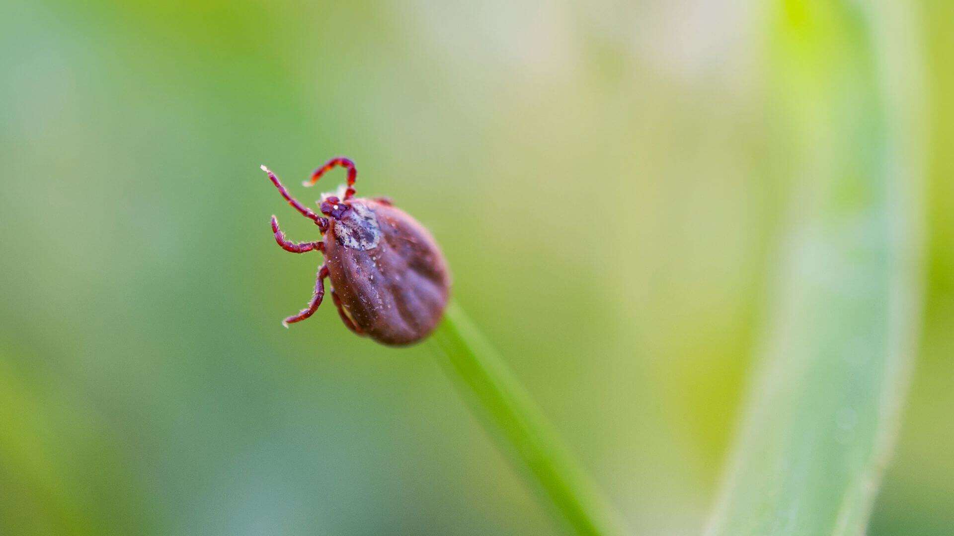 Febre maculosa: entenda o que é e quais os sintomas da doença