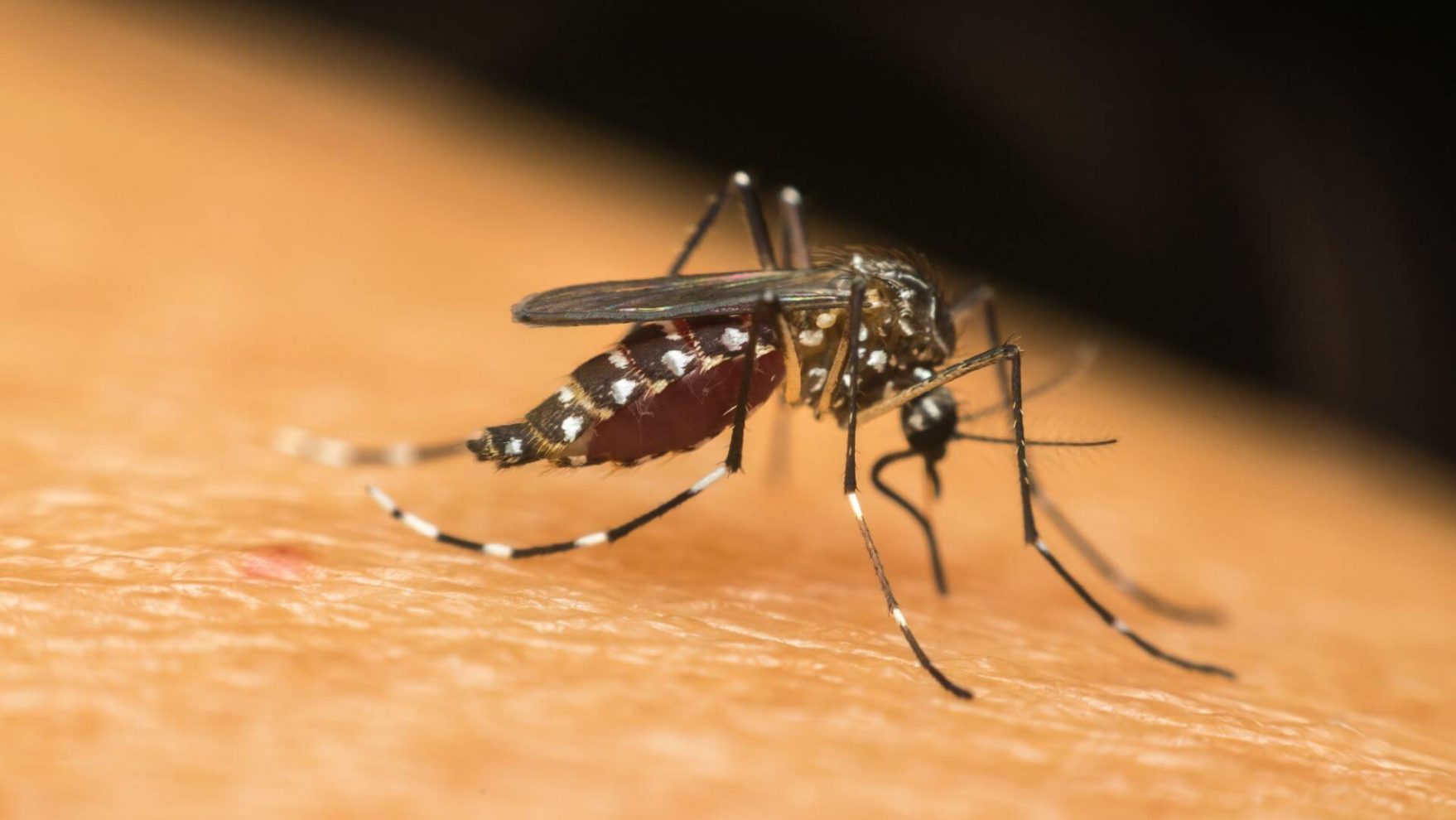 Dengue, zika e chikungunya: entenda as diferenças e como se prevenir
