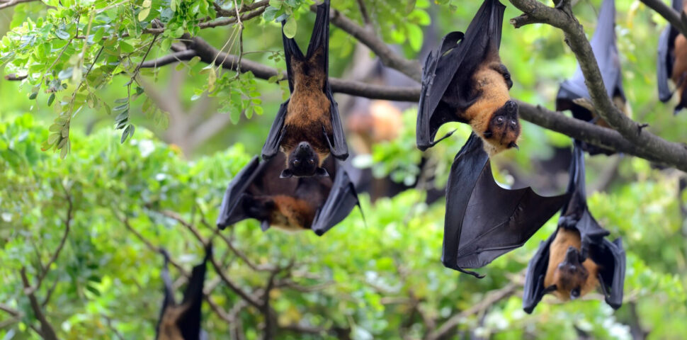 Vírus Nipah: sintomas e formas de transmissão
